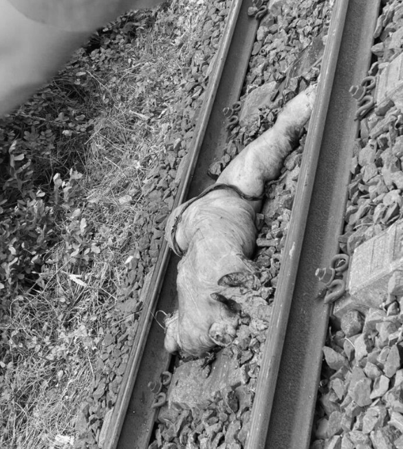 Train destroys 2 fresh pussies - 3